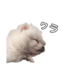 愛犬もちゃ（個別スタンプ：5）