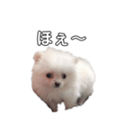 愛犬もちゃ（個別スタンプ：6）