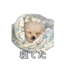愛犬もちゃ（個別スタンプ：8）