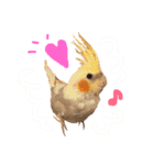 まいにちオカメインコ（個別スタンプ：1）