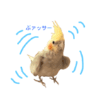 まいにちオカメインコ（個別スタンプ：2）