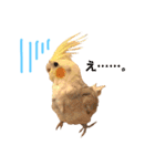 まいにちオカメインコ（個別スタンプ：3）