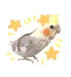 まいにちオカメインコ（個別スタンプ：4）