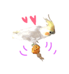 まいにちオカメインコ（個別スタンプ：5）