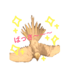 まいにちオカメインコ（個別スタンプ：7）