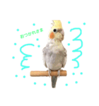 まいにちオカメインコ（個別スタンプ：9）