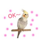 まいにちオカメインコ（個別スタンプ：10）