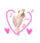 まいにちオカメインコ（個別スタンプ：11）
