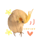 まいにちオカメインコ（個別スタンプ：13）