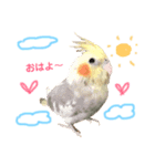 まいにちオカメインコ（個別スタンプ：15）