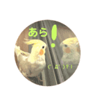 まいにちオカメインコ（個別スタンプ：16）