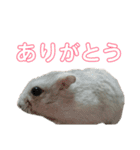 ぱちょぱちょスタンプ（個別スタンプ：1）