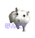 ぱちょぱちょスタンプ（個別スタンプ：3）