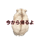 ぱちょぱちょスタンプ（個別スタンプ：5）