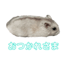 ぱちょぱちょスタンプ（個別スタンプ：6）