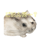 ぱちょぱちょスタンプ（個別スタンプ：18）