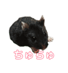 ぱちょぱちょスタンプ（個別スタンプ：23）