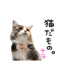 だって猫だもん。（個別スタンプ：1）