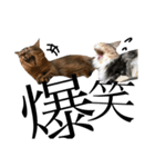 だって猫だもん。（個別スタンプ：2）