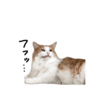 だって猫だもん。（個別スタンプ：3）