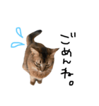 だって猫だもん。（個別スタンプ：4）
