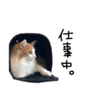 だって猫だもん。（個別スタンプ：5）