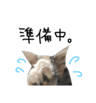 だって猫だもん。（個別スタンプ：6）