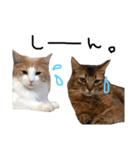 だって猫だもん。（個別スタンプ：8）