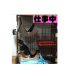 麦にゃん6（個別スタンプ：4）