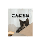麦にゃん6（個別スタンプ：7）