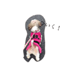 エミリヴ（個別スタンプ：5）