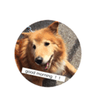 犬♡ウサギ たまに金魚（個別スタンプ：1）