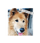 犬♡ウサギ たまに金魚（個別スタンプ：3）