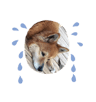 犬♡ウサギ たまに金魚（個別スタンプ：7）