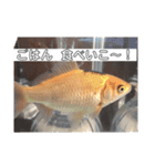 犬♡ウサギ たまに金魚（個別スタンプ：8）