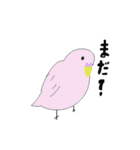 セキセイインコの毎日（個別スタンプ：9）