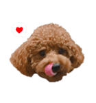 トイプー兄弟❤︎（個別スタンプ：3）