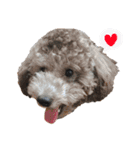 トイプー兄弟❤︎（個別スタンプ：4）
