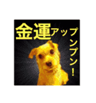 保護犬卒業生ぷんぷんちゃんの日常スタンプ（個別スタンプ：1）