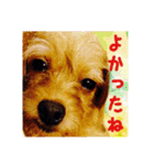 保護犬卒業生ぷんぷんちゃんの日常スタンプ（個別スタンプ：2）