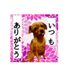 保護犬卒業生ぷんぷんちゃんの日常スタンプ（個別スタンプ：5）