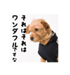 保護犬卒業生ぷんぷんちゃんの日常スタンプ（個別スタンプ：6）