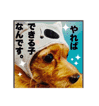 保護犬卒業生ぷんぷんちゃんの日常スタンプ（個別スタンプ：10）