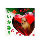 保護犬卒業生ぷんぷんちゃんの日常スタンプ（個別スタンプ：13）