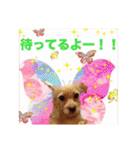 保護犬卒業生ぷんぷんちゃんの日常スタンプ（個別スタンプ：14）