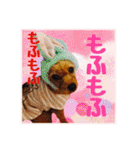 保護犬卒業生ぷんぷんちゃんの日常スタンプ（個別スタンプ：18）