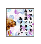保護犬卒業生ぷんぷんちゃんの日常スタンプ（個別スタンプ：22）