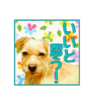 保護犬卒業生ぷんぷんちゃんの日常スタンプ（個別スタンプ：23）