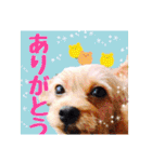 保護犬卒業生ぷんぷんちゃんの日常スタンプ（個別スタンプ：27）