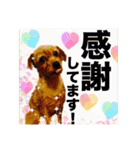 保護犬卒業生ぷんぷんちゃんの日常スタンプ（個別スタンプ：28）